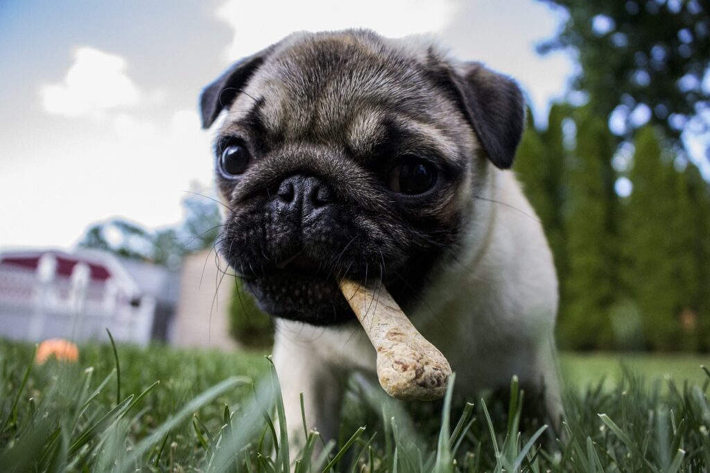 dieta BARF perro comprar en Viajes